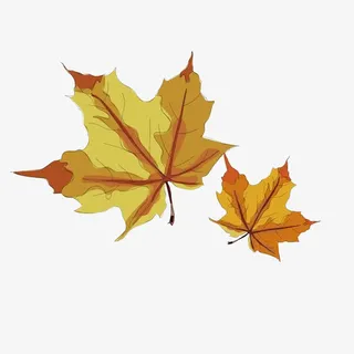 枯黄的枫树叶子免抠