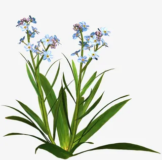 花草标签花草图案免抠