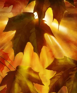 阳光透过树叶免抠