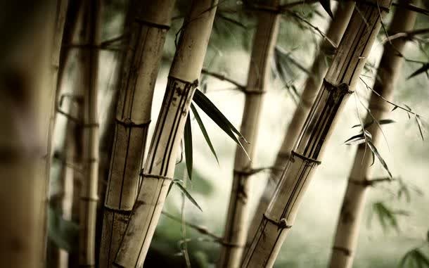 竹子免抠