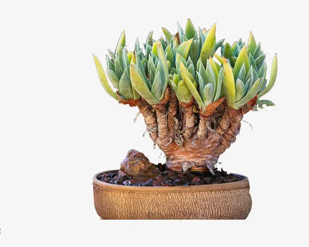 盆中的多肉植物免抠