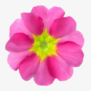 紫色植物黄色中心的一朵大花实物免抠