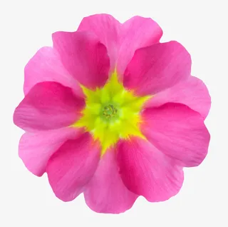 紫色植物黄色中心的一朵大花实物免抠