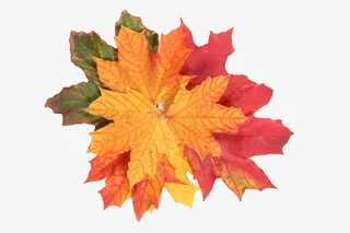 红色槭树科一堆静止的树叶实物免抠