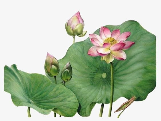 手绘荷花免抠