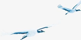 夏日元素飞翔海鸥免抠