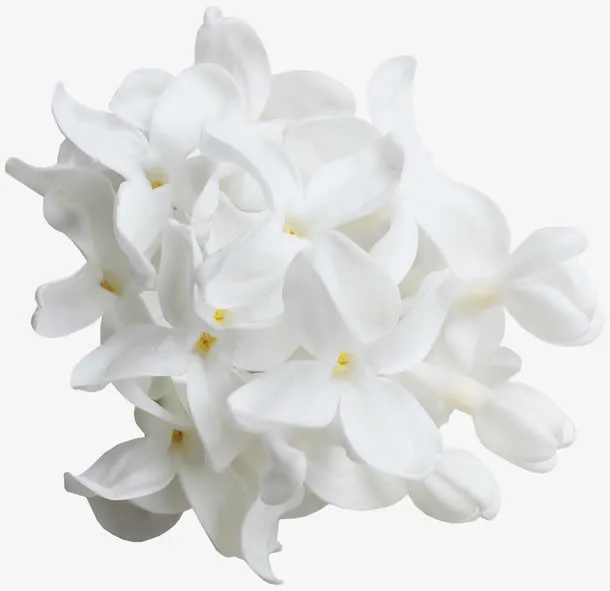 卡通图片小清新素材 白花免抠