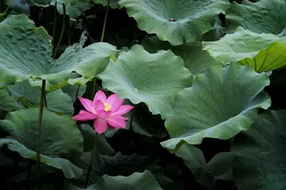 夏天的荷花四高清