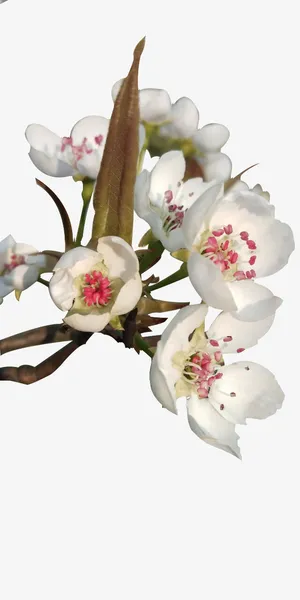 梨花开，春带雨免抠