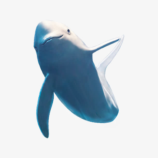 鲨鱼png素材免抠