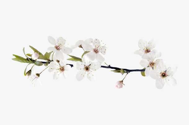 白色花朵免抠