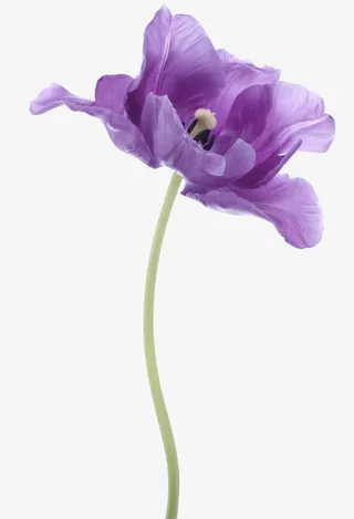 浪漫紫色鲜花免抠