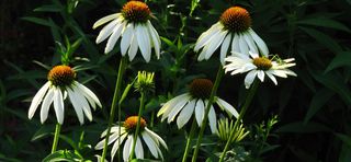 小清新花朵海报背景高清