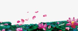 荷花池免抠
