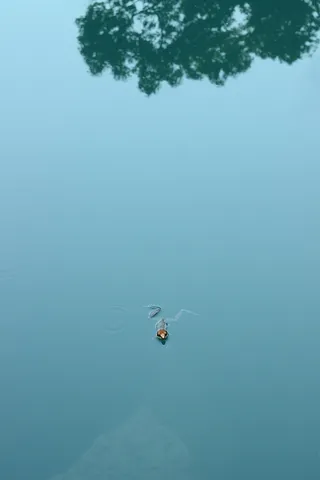 夏天的青蛙一高清