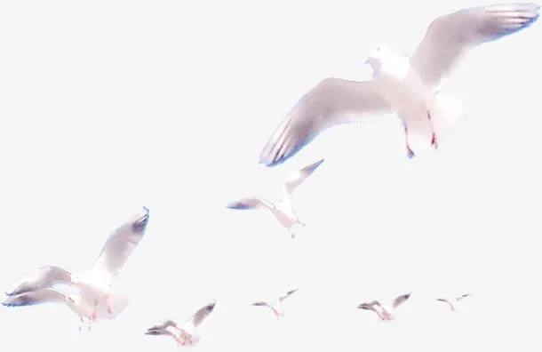 高清一群飞翔海鸥免抠