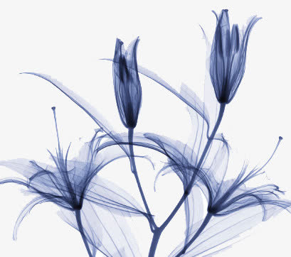 花卉免抠