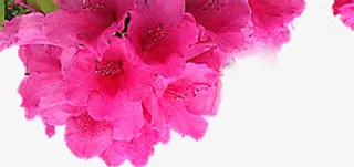 春天粉色花朵边框装饰免抠