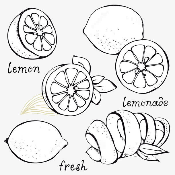 柑橘和柠檬的黑白线描图免抠