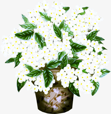 花盆里面的白色鲜花免抠