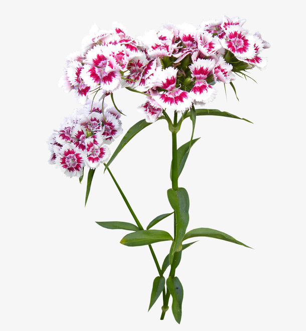 盛开的紫白色花朵免抠