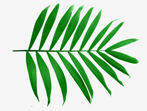 树叶树枝免抠