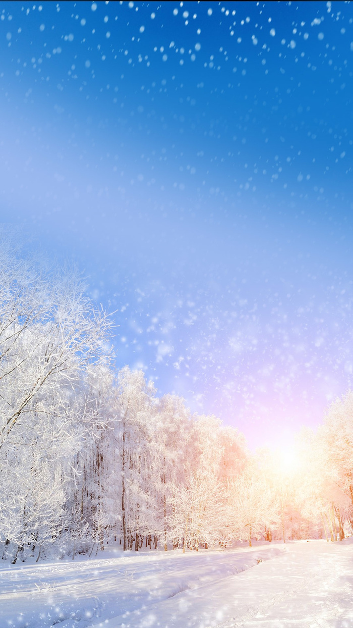雪松背景高清