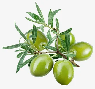 橄榄果实免抠