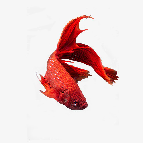 红色金鱼免抠