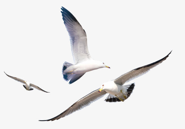 飞翔的海燕免抠