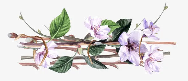 手绘树叶花边免抠
