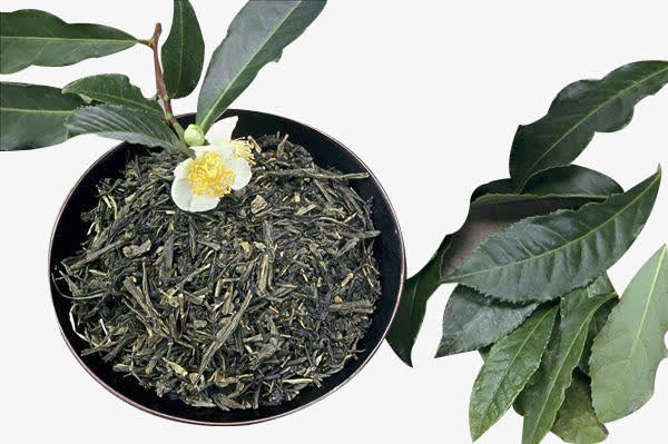 绿茶叶和叶子免抠