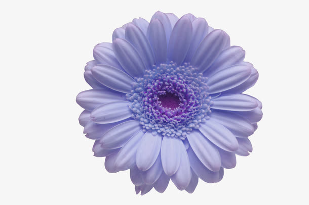 紫色花朵免抠