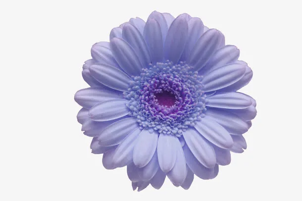 紫色花朵免抠