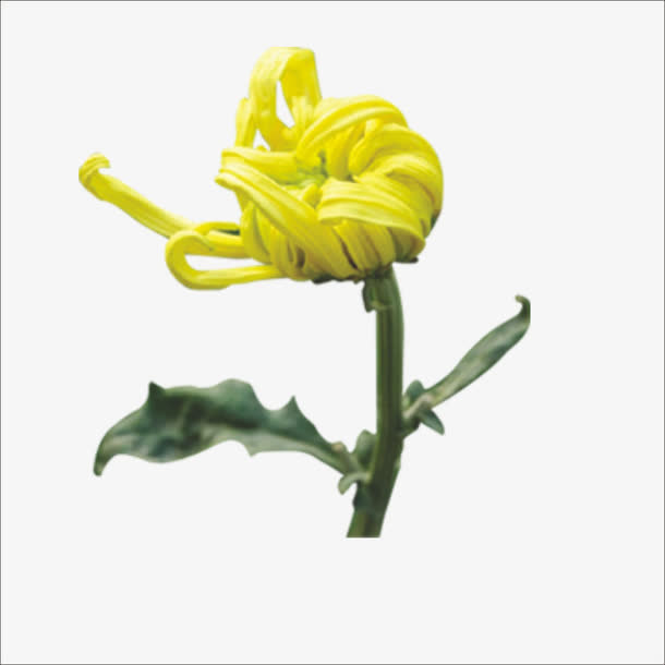 重阳鲜花免抠