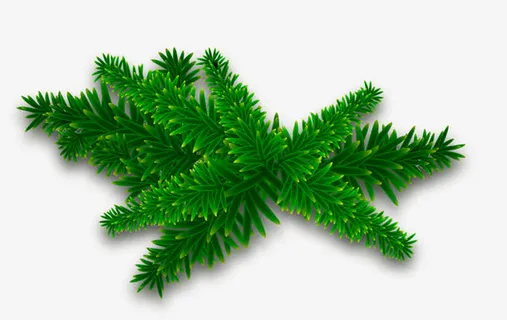 松树叶免抠