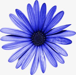 蓝菊花免抠