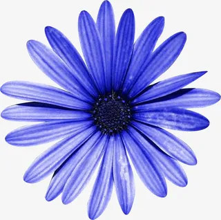 蓝菊花免抠