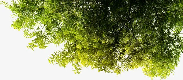 春天阳光下的大树免抠