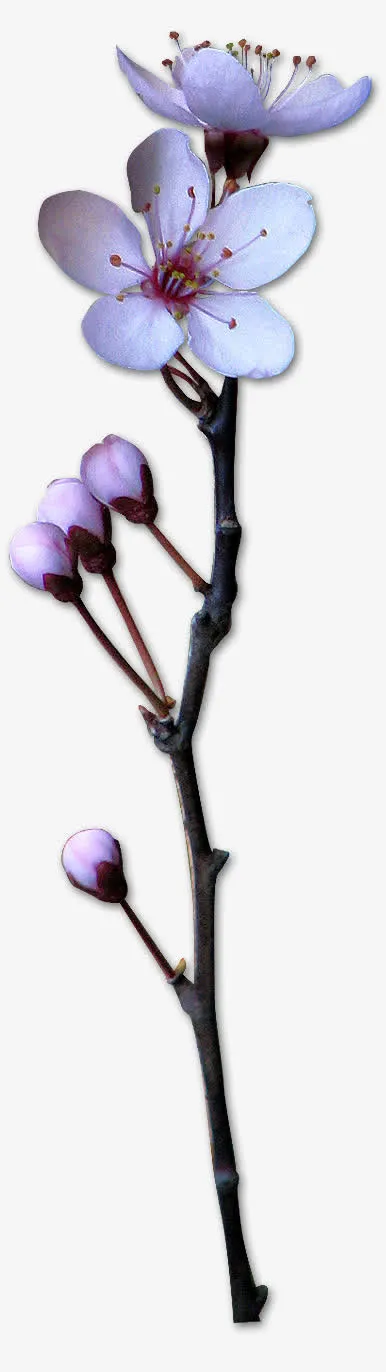 花卉图案鲜花psd素材免抠