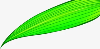 绿色粽子叶端午免抠