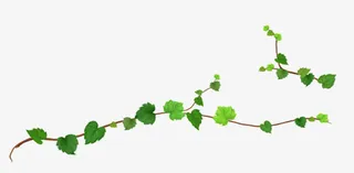 藤蔓素材免费下载免抠