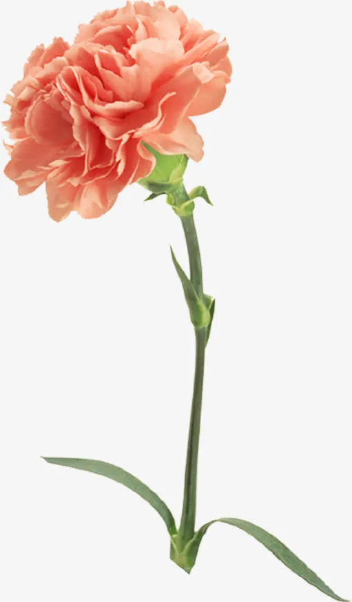 简约淡雅节日康乃馨花束免抠