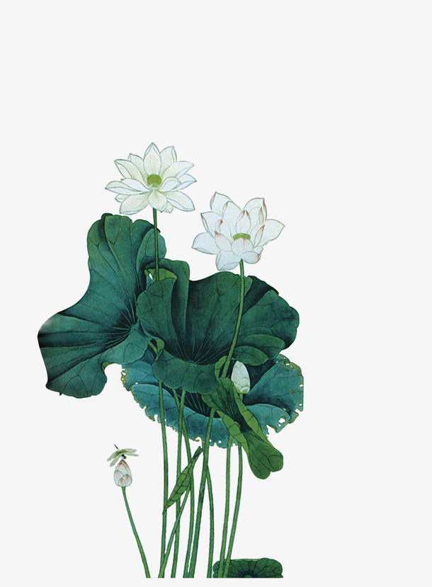 水中的荷花免抠