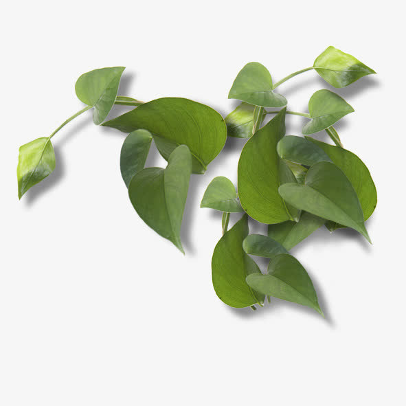 红薯叶免抠