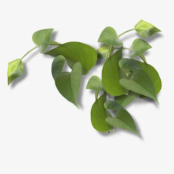 红薯叶免抠