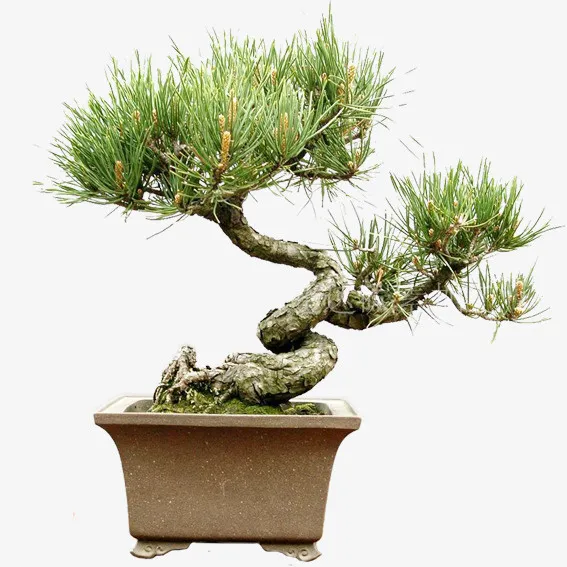 松树微景观免抠