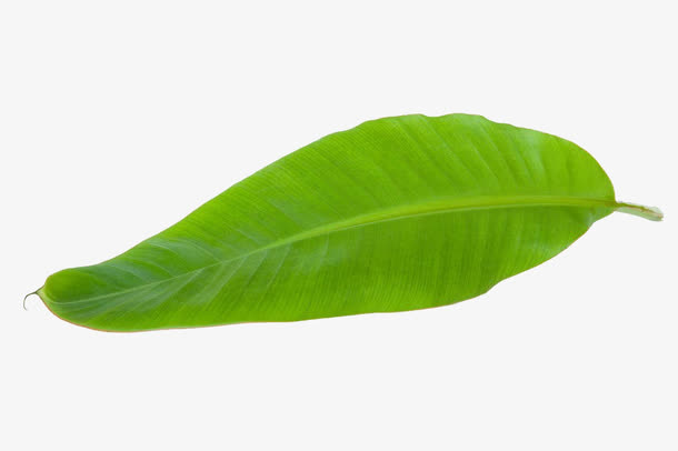 热带香蕉叶免抠