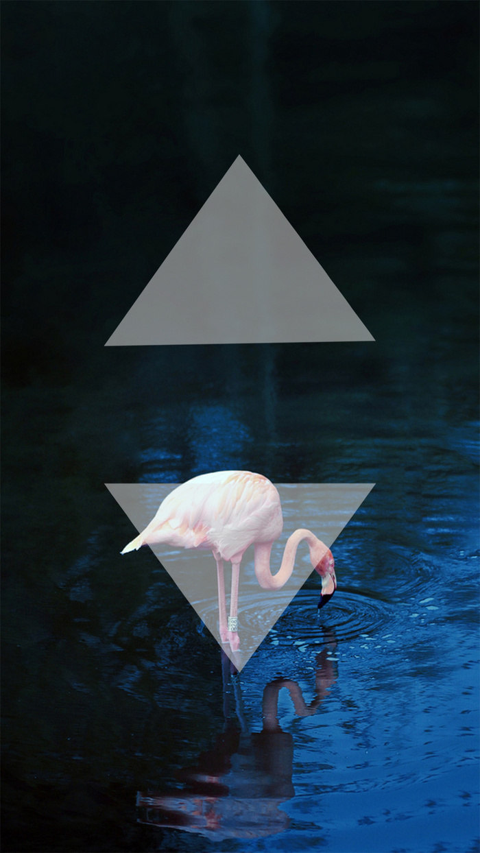 黑色火烈鸟喝水简约背景高清