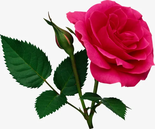 情人节玫瑰花免抠